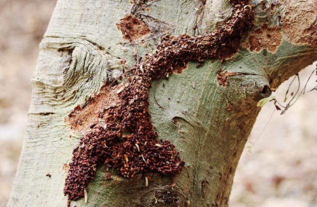 Termites on tree stump needing removal